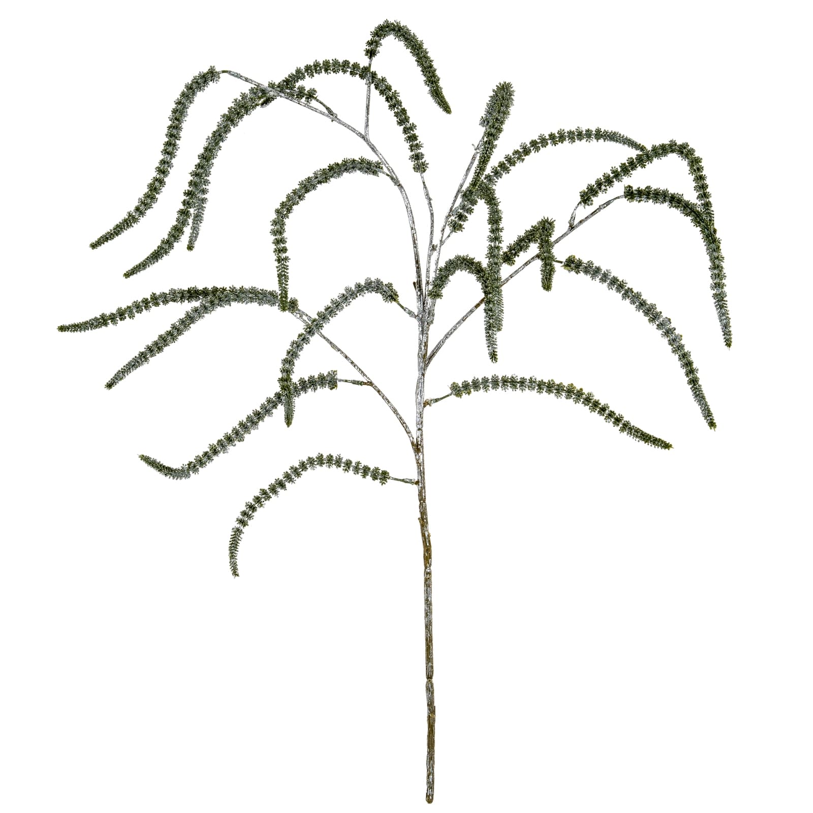 Festive Amaranthus